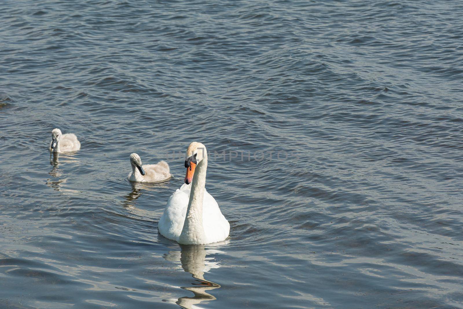 Wildlife. A swan with chicks swims on the surface of the water by Grommik