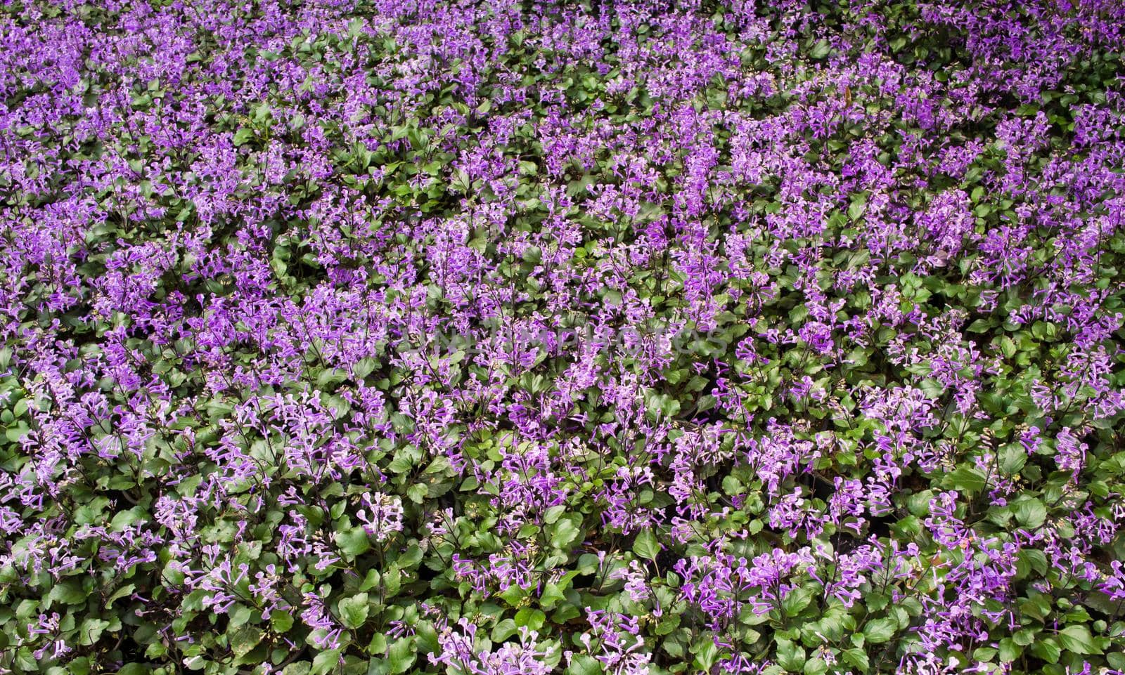 violet flowers in the garden