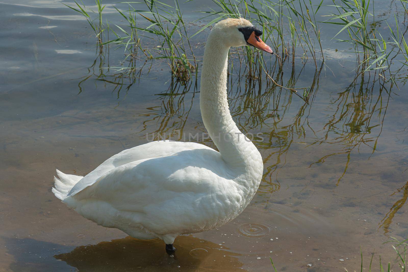 Wildlife. A close-up of a swan stands in the shallow water of a reservoir by Grommik