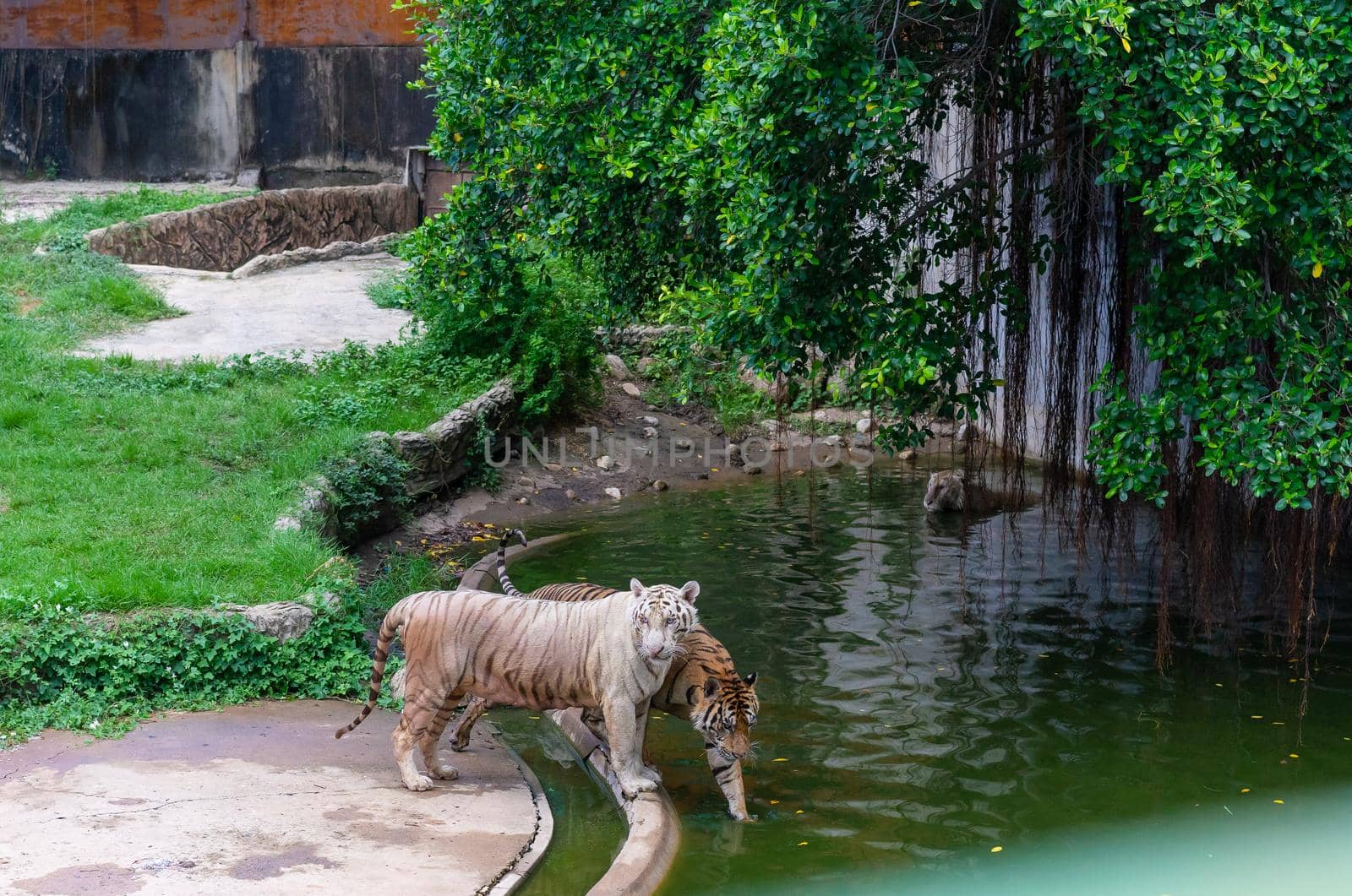 Tiger walking in the zoo. Dangerous animal by domonite