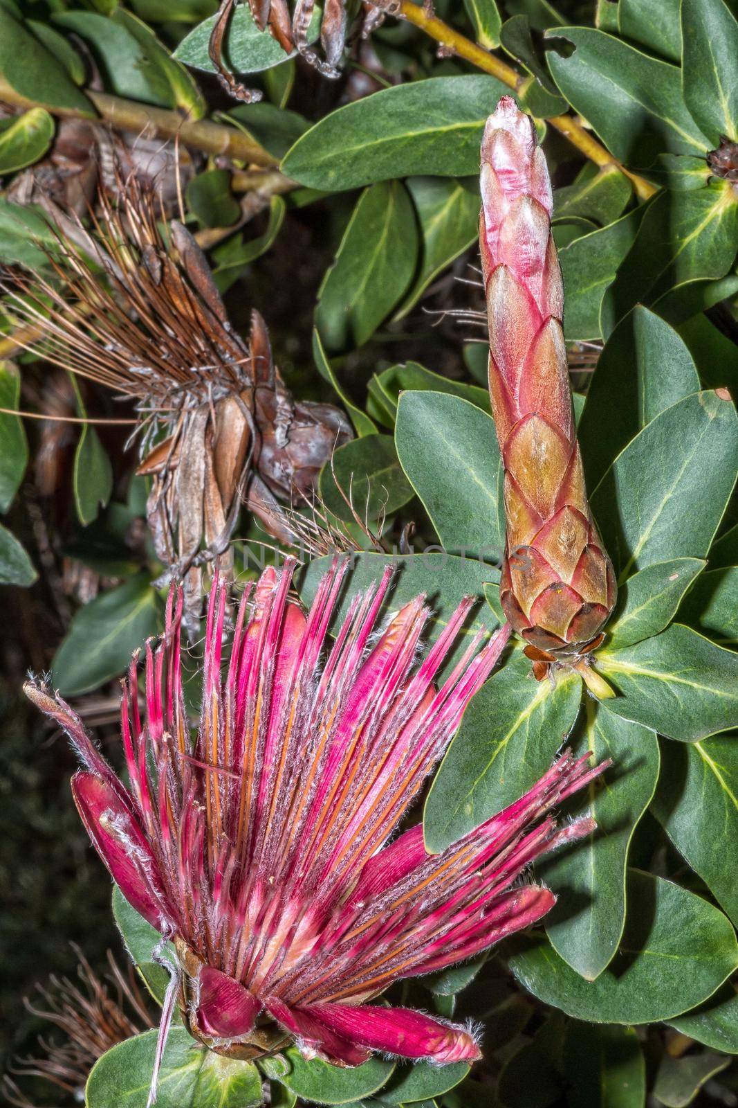 Shuttlecock Sugarbush, Protea Aurea, in the Helderberg Nature Reserve  by dpreezg