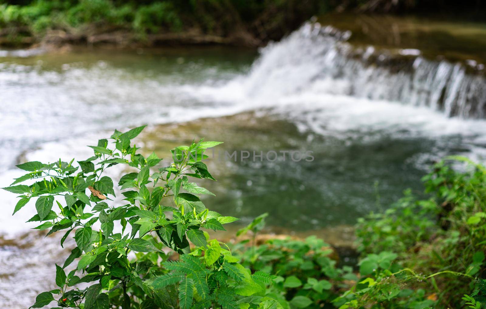 Green chili peppers on the tree with waterfall background