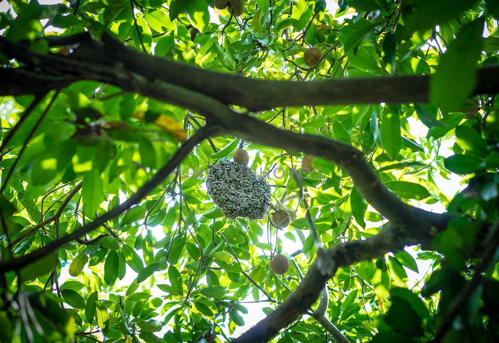 Honeycomb and bee on Sapling tree with green leaves