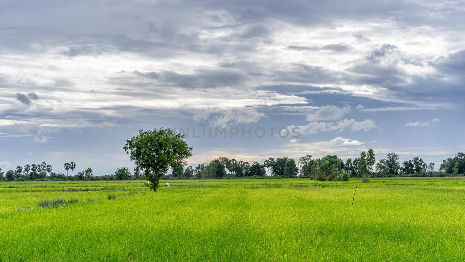 Tree in green field with rainclouds in countryside