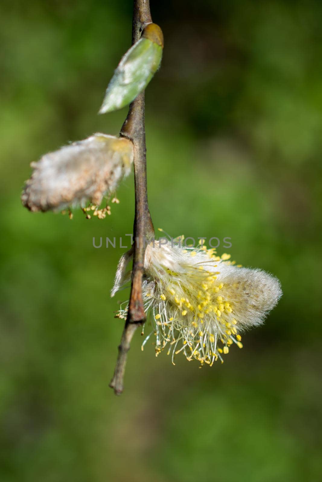 Tree bloom blossom beautiful flowers in spring season