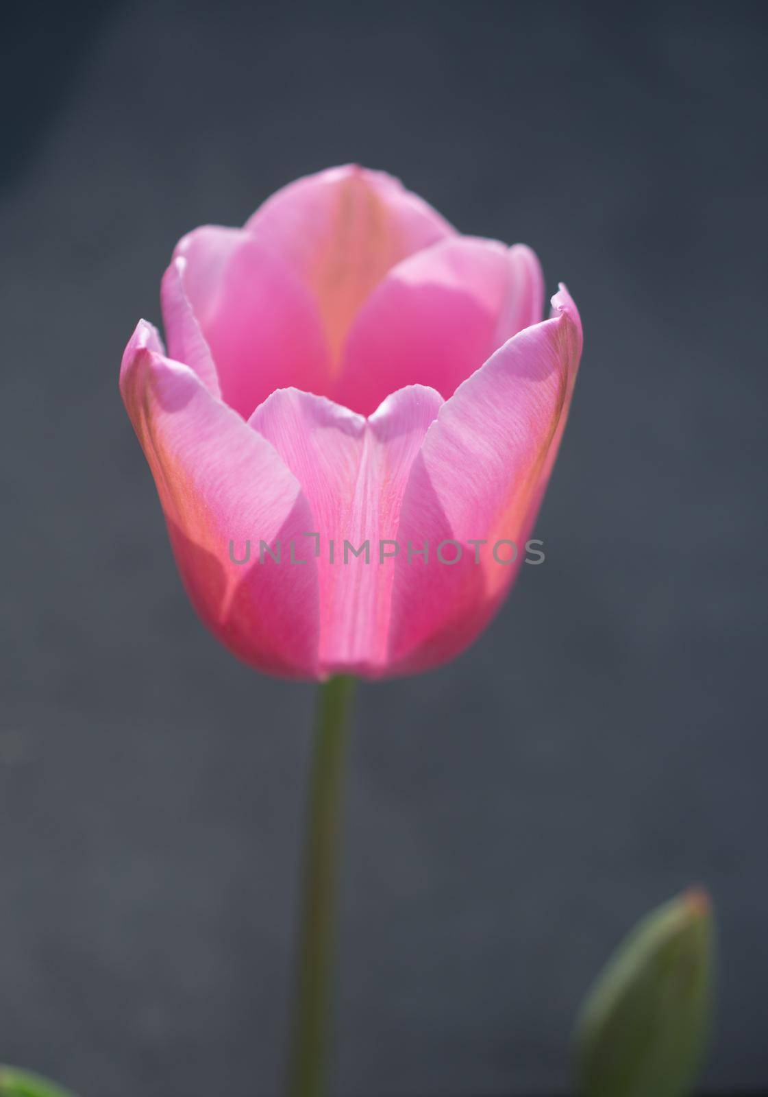 Colorful tulip flower bloom with a colorful background by berkay