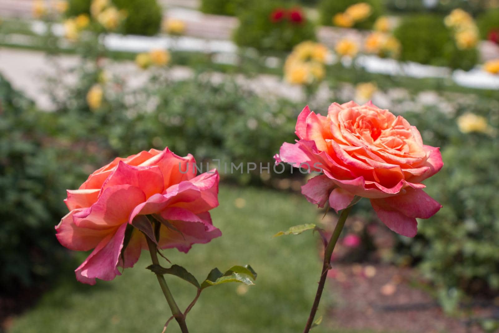 Pair of blooming beautiful colorful roses in the garden by berkay