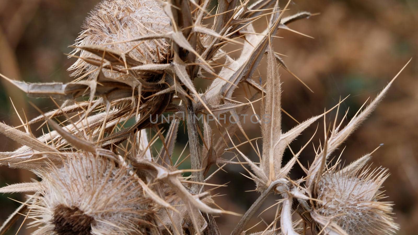 Flower Thorn In A Forest