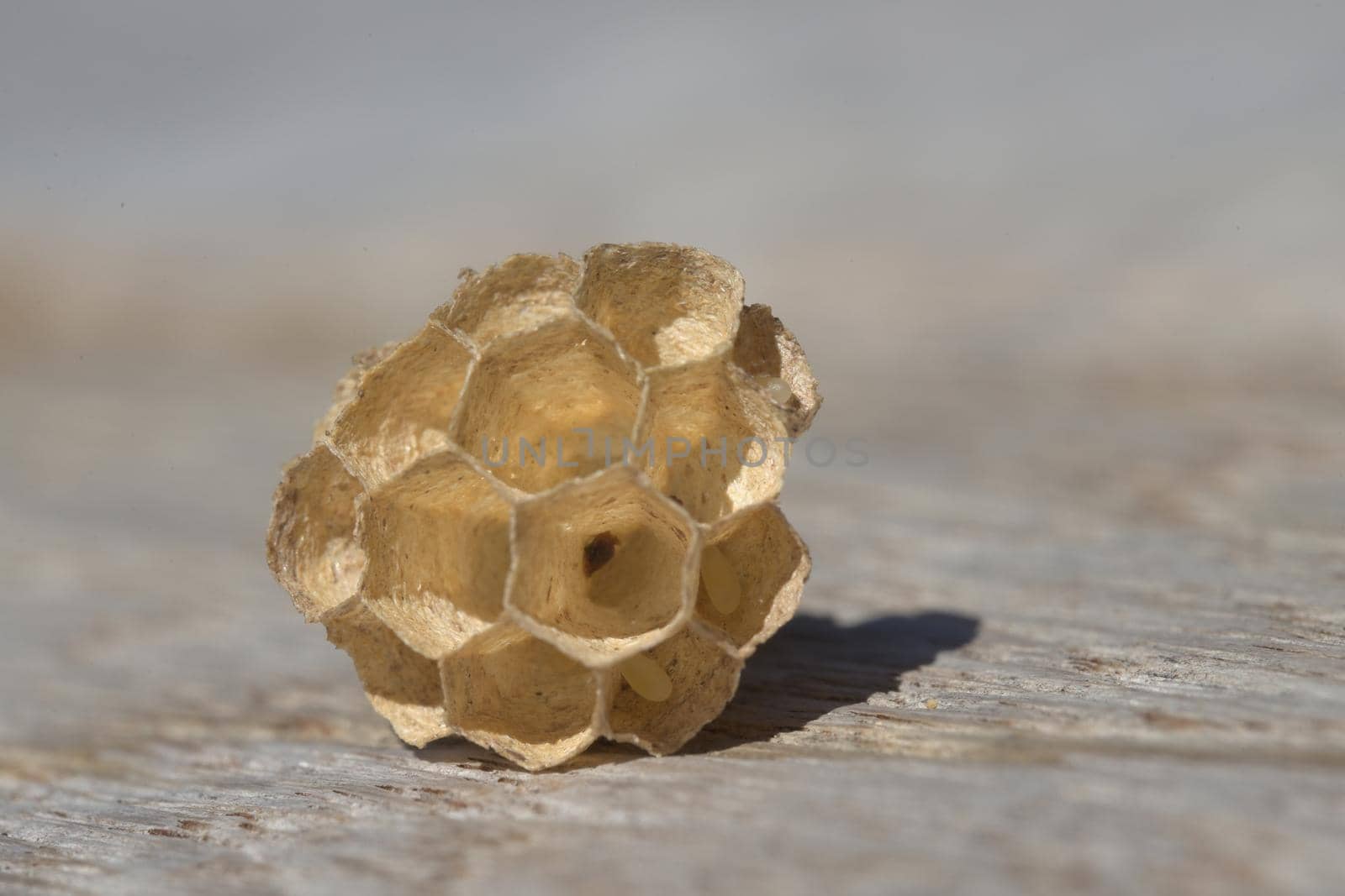 Macro focus on three wasp eggs remaining in this small wasp nest made of paper like wood fiber. Intricate hexagonal structure, but uninhabited by wasp