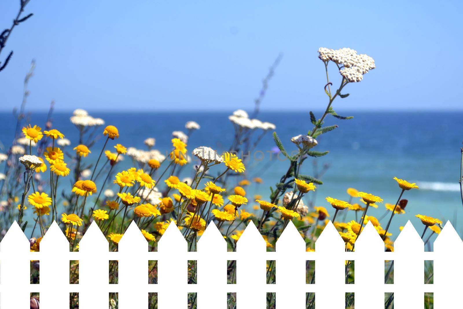 White fence on the background of a sea shore with wild flowers mix by hibrida13