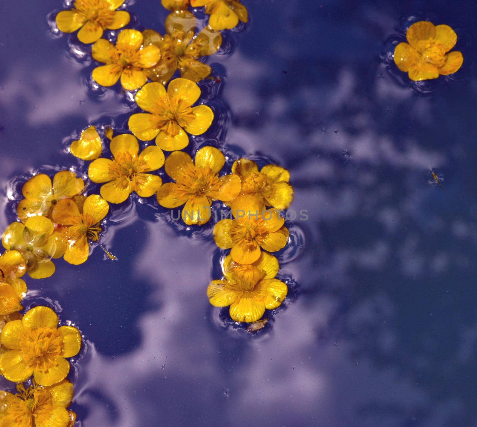 Yellow flowers floating over violet water