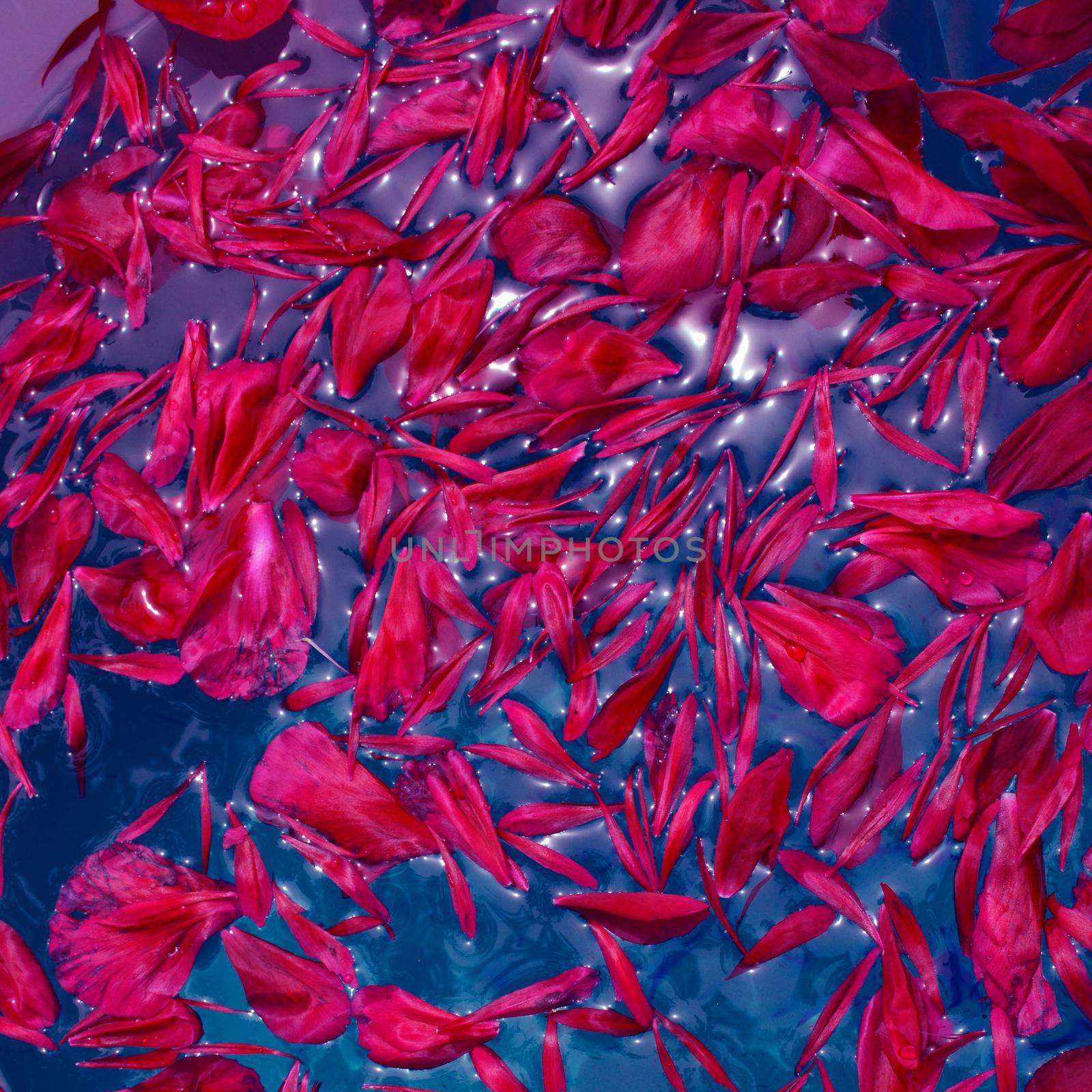 Peony petals floating on indigo water by hibrida13
