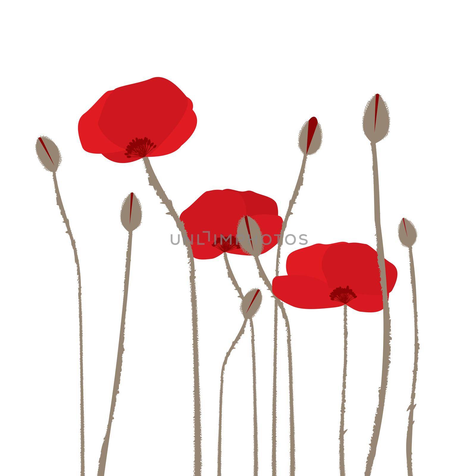 Hand drawn stylized poppies on white background