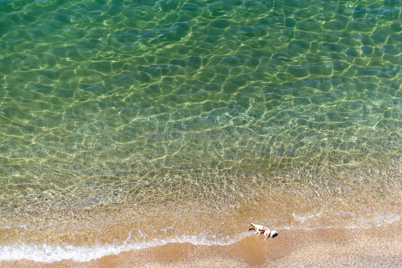 Background with a transparent sea and a small dog on the beach.