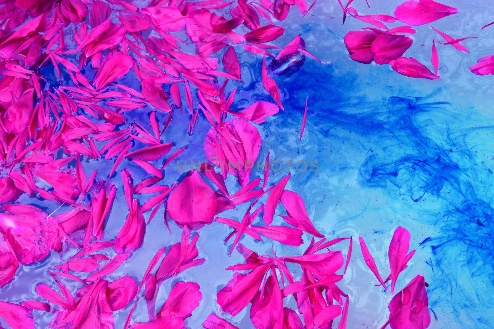 Pink petals floating on blue water by hibrida13