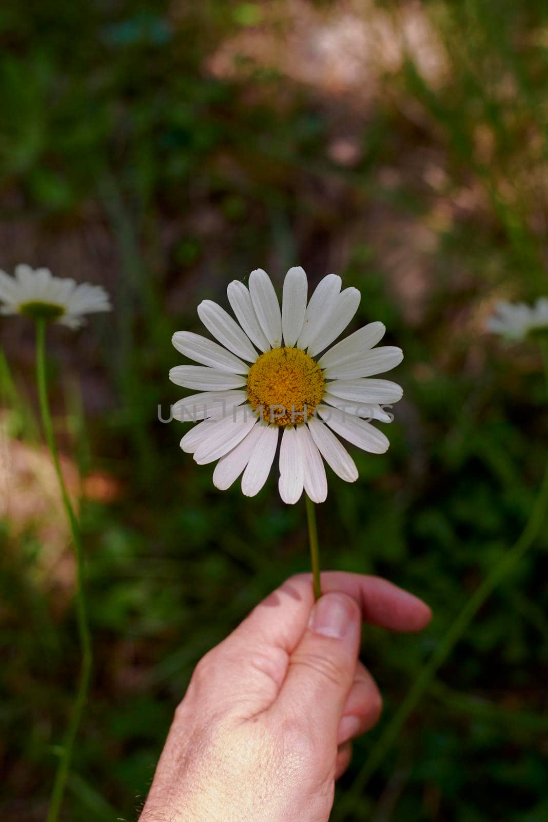 Hand holding a daisy flower with stem. Unfocused background and green, front view, no contrast, yellow and white.