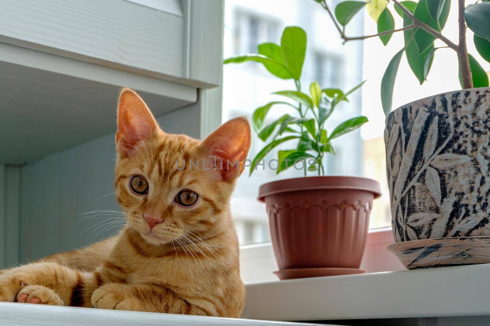 A ginger tabby kitten lies on the windowsill next to plants in flower pots and looks into the camera. Cats and houseplants. Selective focus.