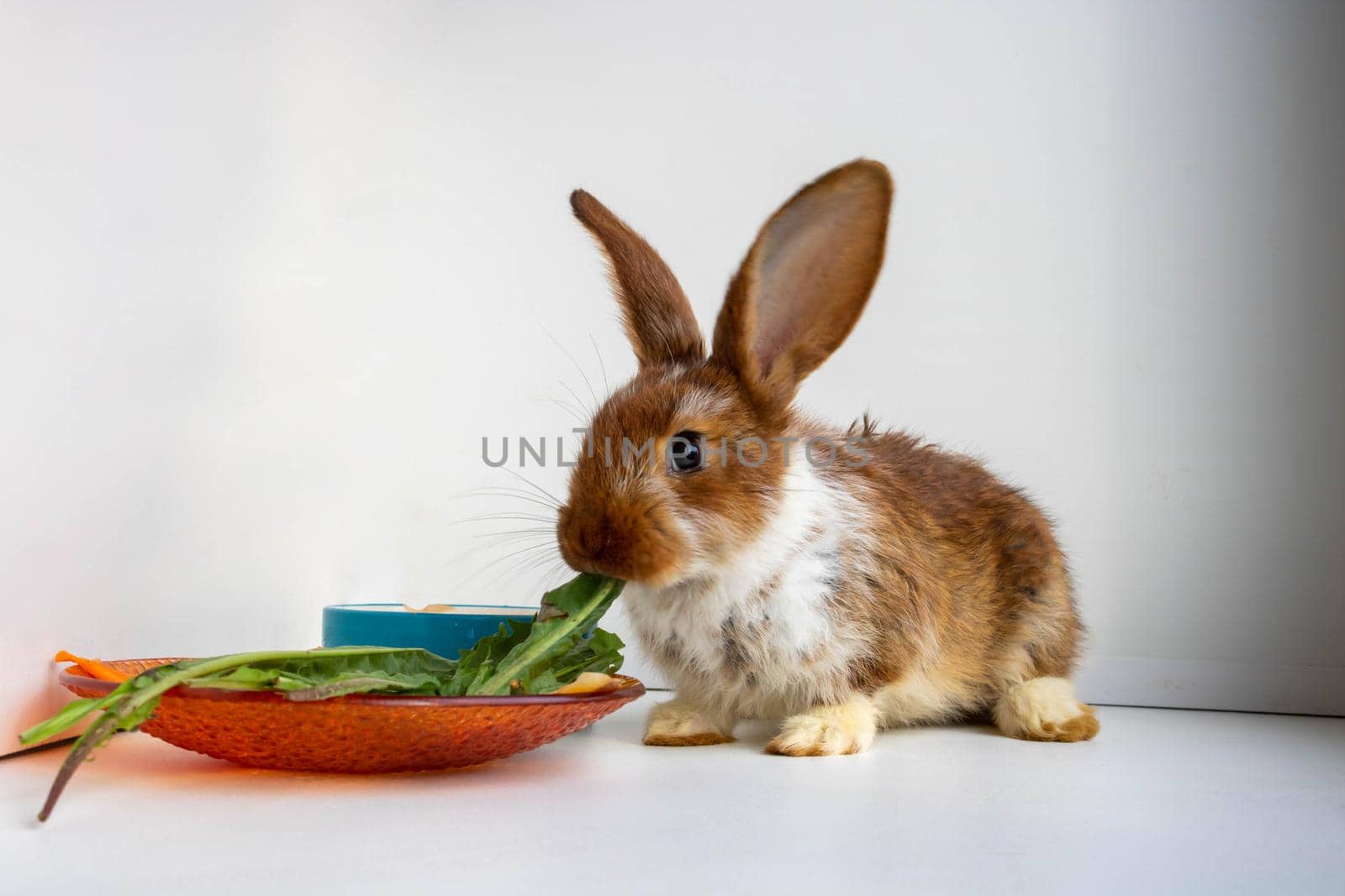 A small brown rabbit with white spots is eating dandelion leaves on the windowsill. Easter celebration, Easter bunny. A beautiful pet. Furry animal, fur.