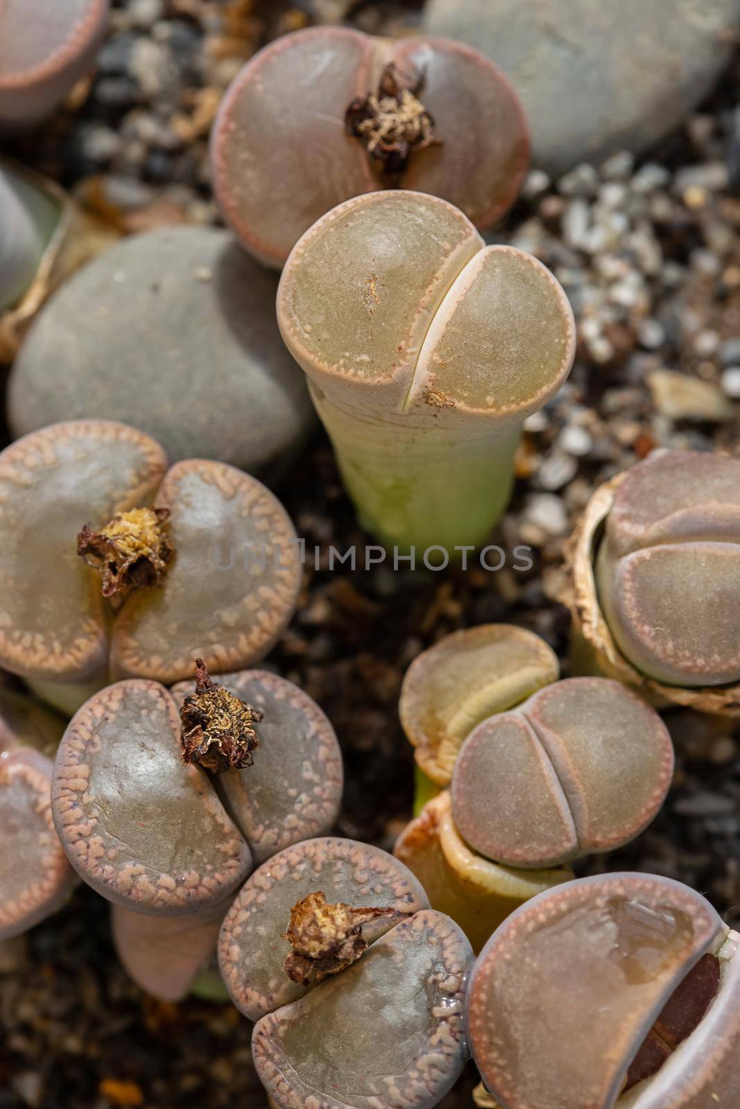 Lithops Living stone, Cactus on flower pot at the greenhouse garden.