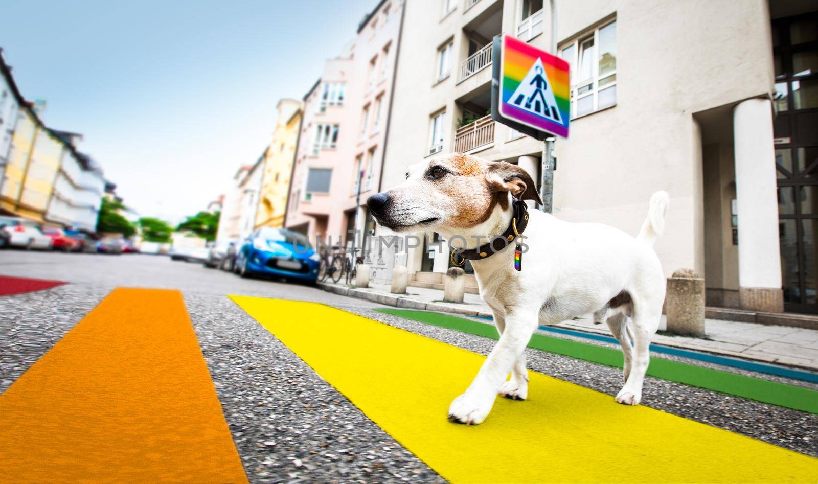 jack russell terrier dog in gay pride   waiting for owner to cross the rainbow flag street  crossing walk with leash, outdors
