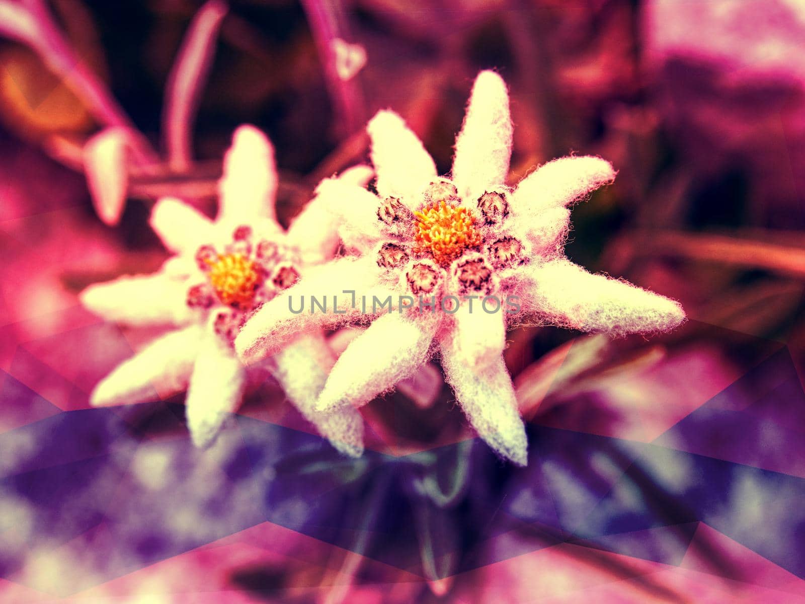 White edelweiss wildflowers petals, latin Leontopodium alpinum.  Abstract effect.