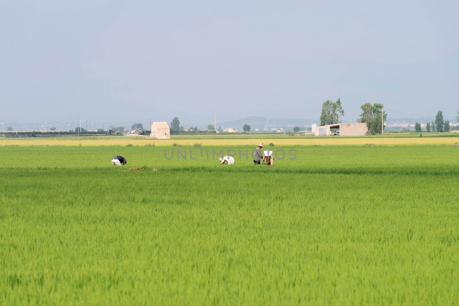 Some unrecognized Farmers working in rice field