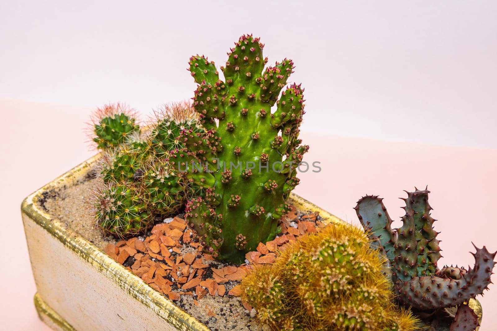 A set of cactus flowers in one pot. Composition from cacti. Close-up