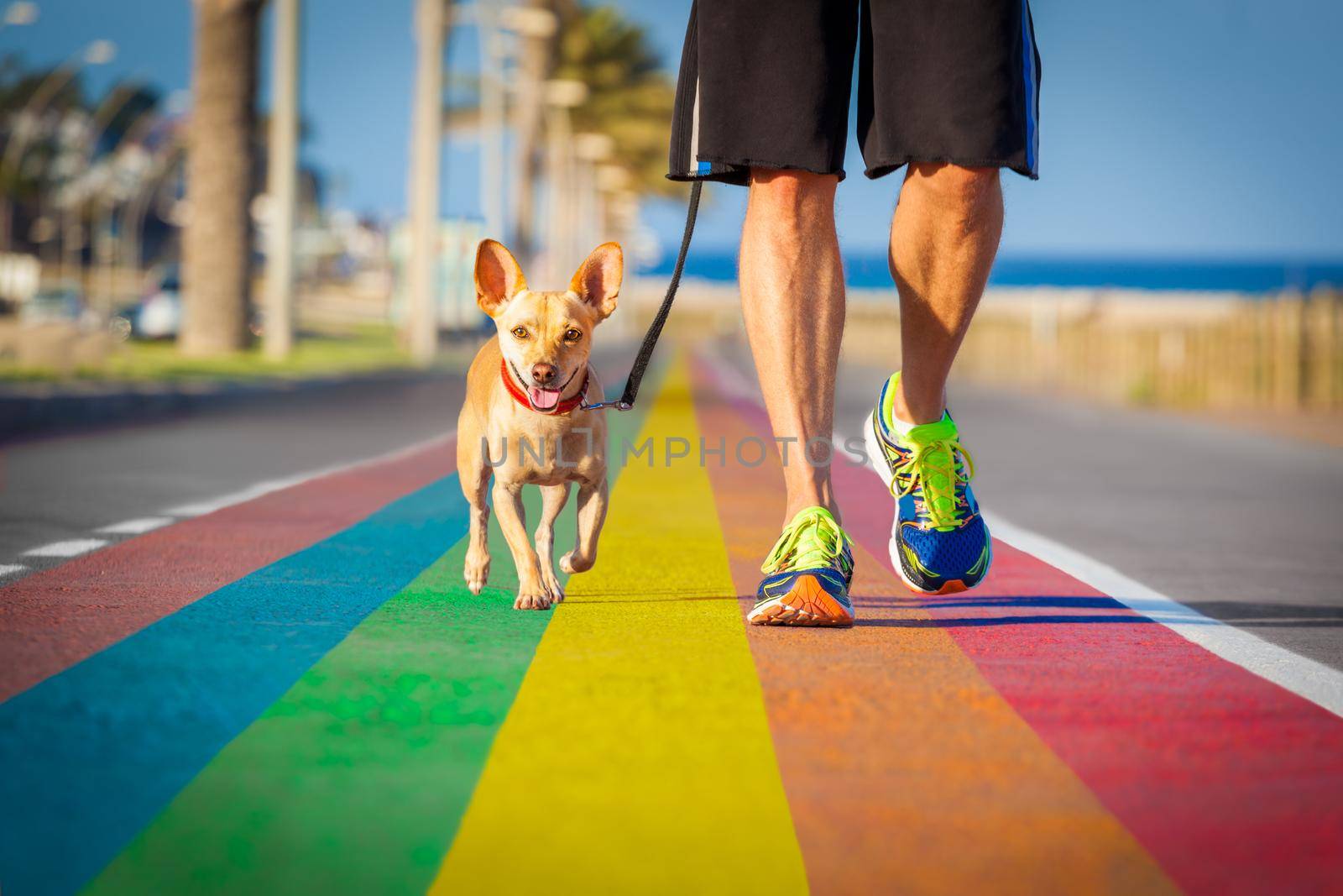 gay pride dog rainbow street with owner walking by Brosch