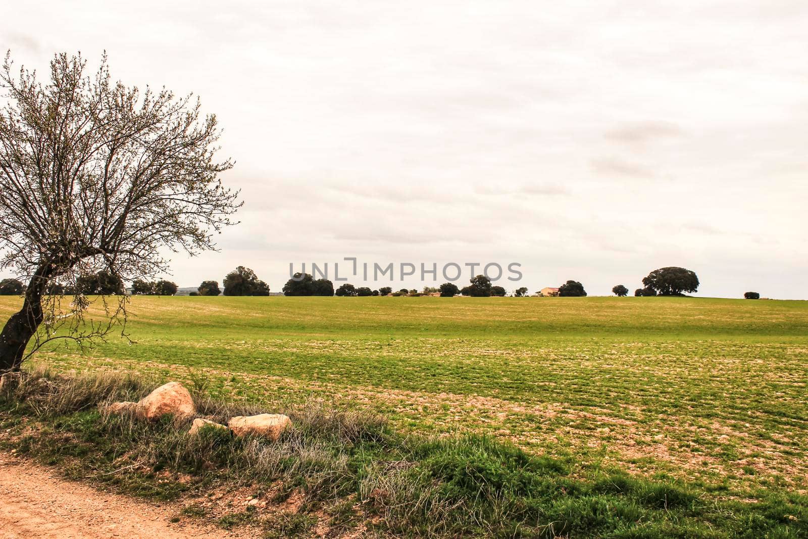 Green meadow landscape with oak trees under cloudy sky in Castilla La Mancha, Spain