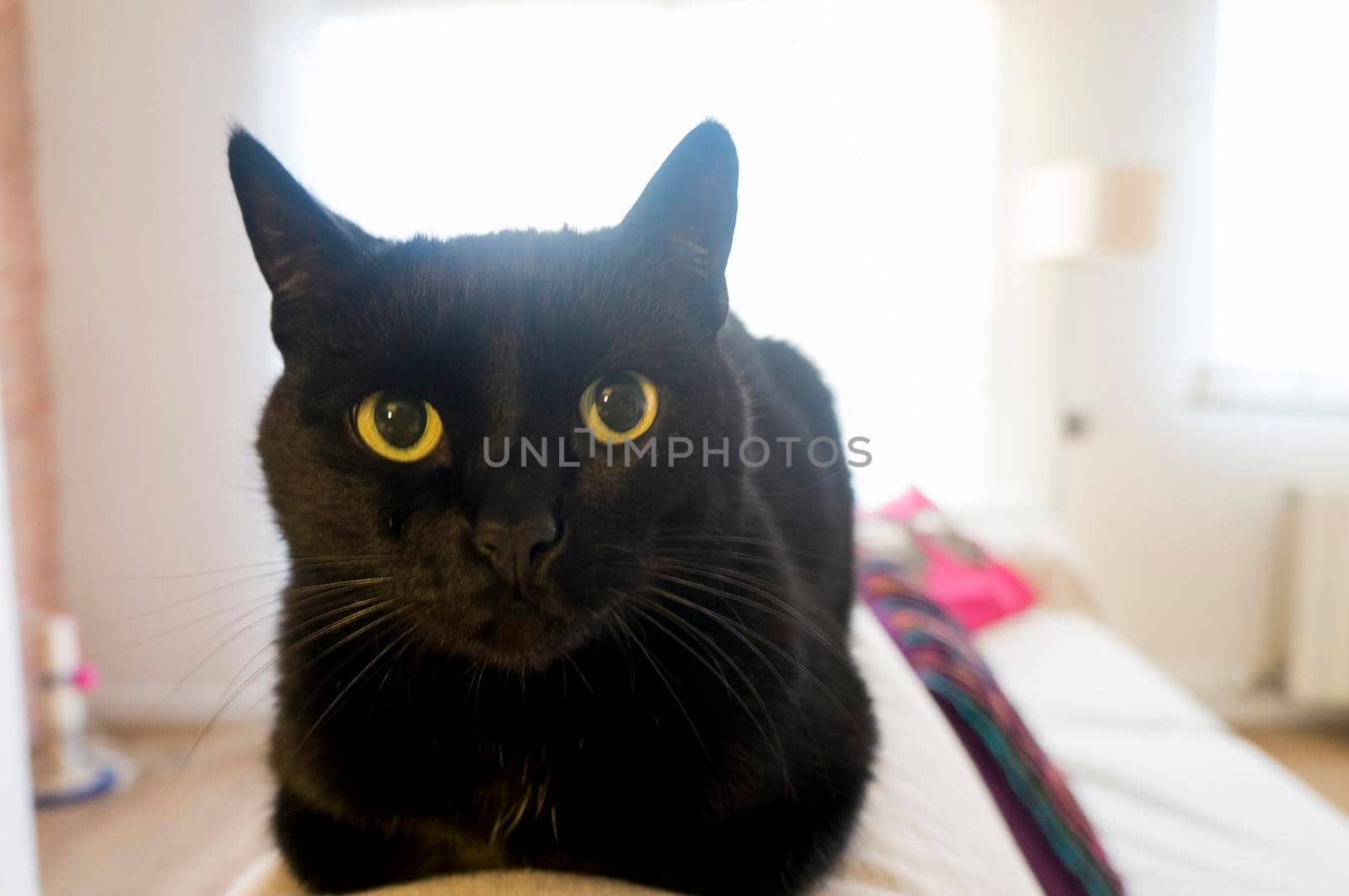 A black cat with yellow eyes lies on a sofa.