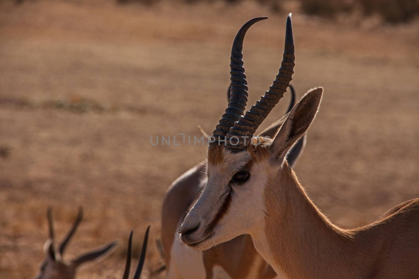 Portrait of a Kalahari Springbok in the Kgalagadi Trans Frontier Park, Southern Africa