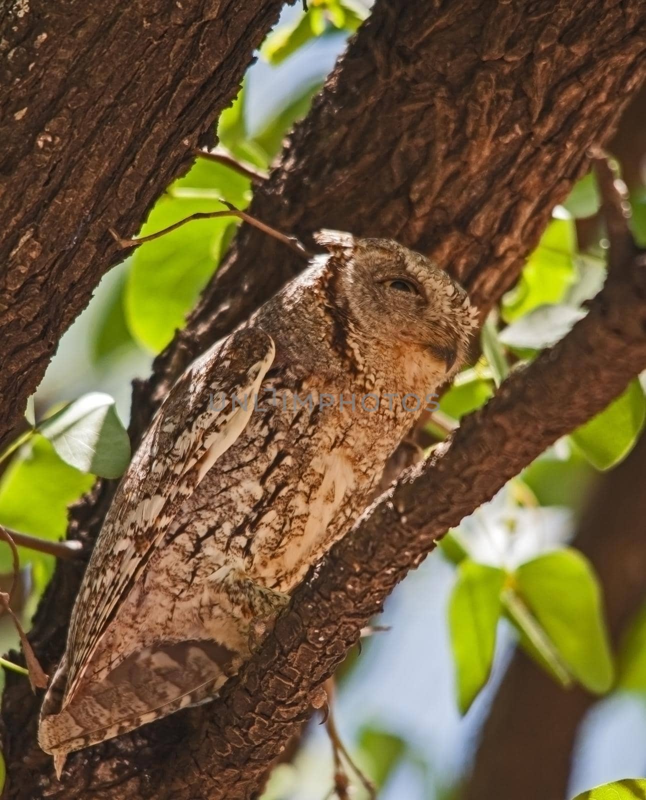 African Scops-Owl Otus senegalensis 13528 by kobus_peche
