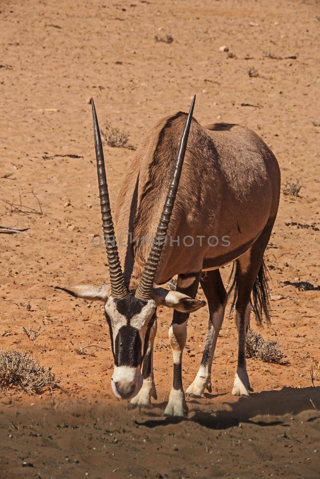 A lone Oryx (Oryx gazella) in the Kalahari desert. Kgalagadi Transfrontier Park. South Africa