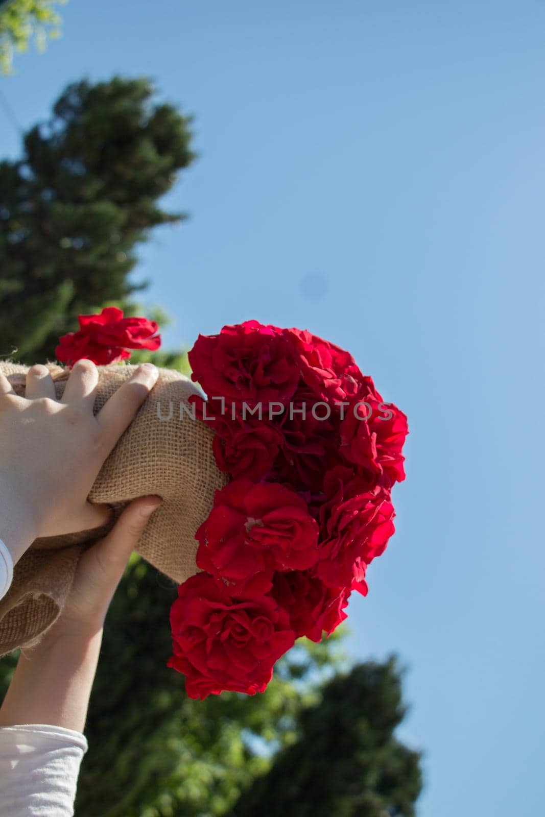 Beautiful fresh roses wrapped with canvas in hand