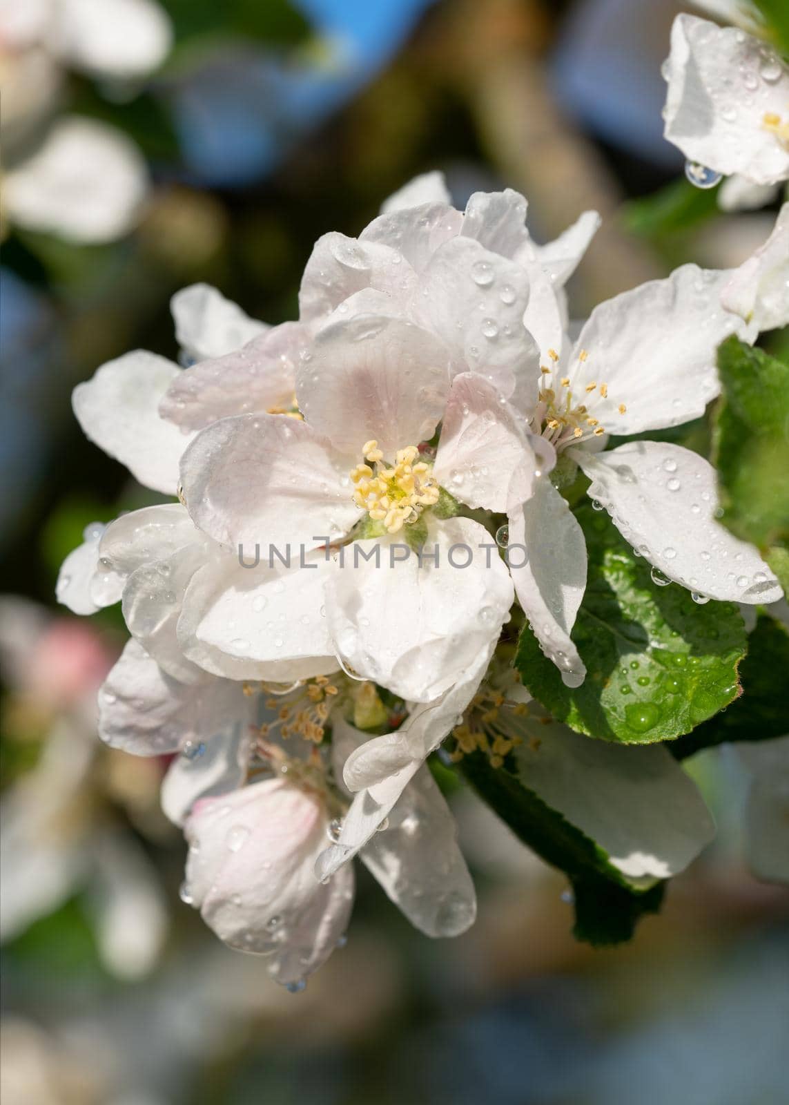 Apple tree (Malus domestica), blossoms of springtime