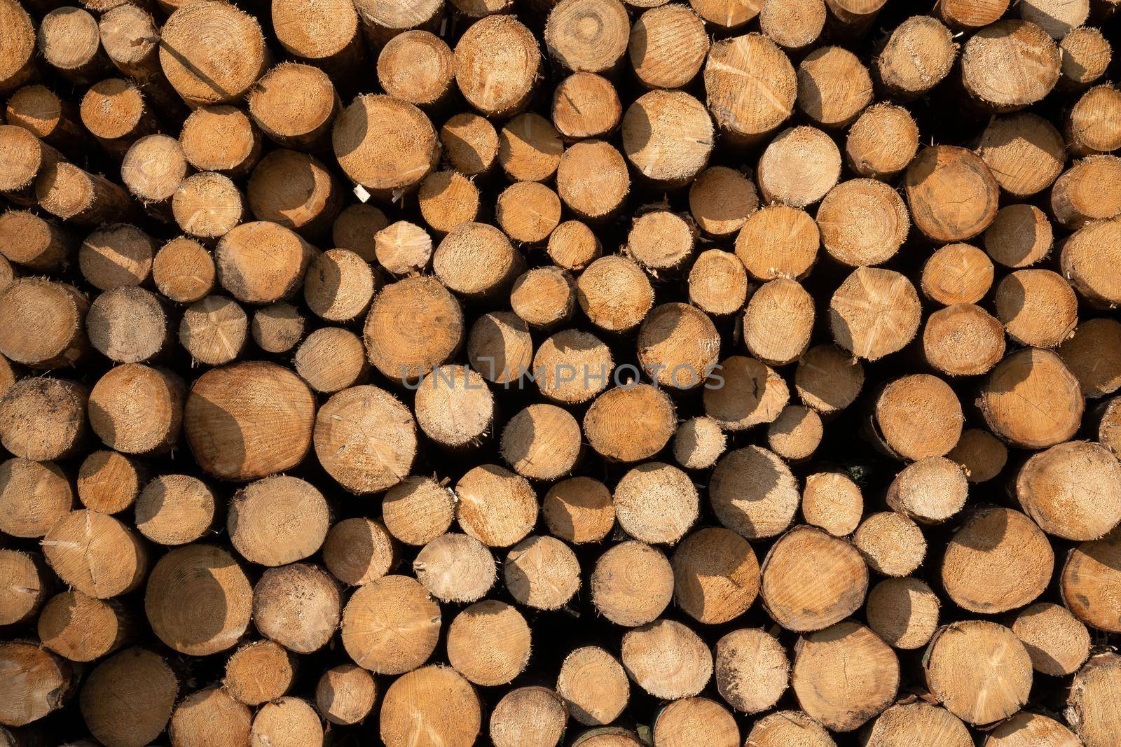 Close up image of log piles, forestry in Germany 