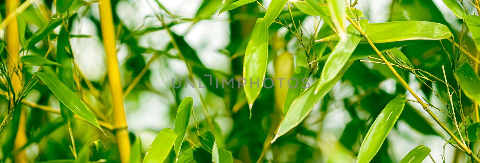 Green bamboo background, fresh leaves on tree as nature, ecology and environment concept.