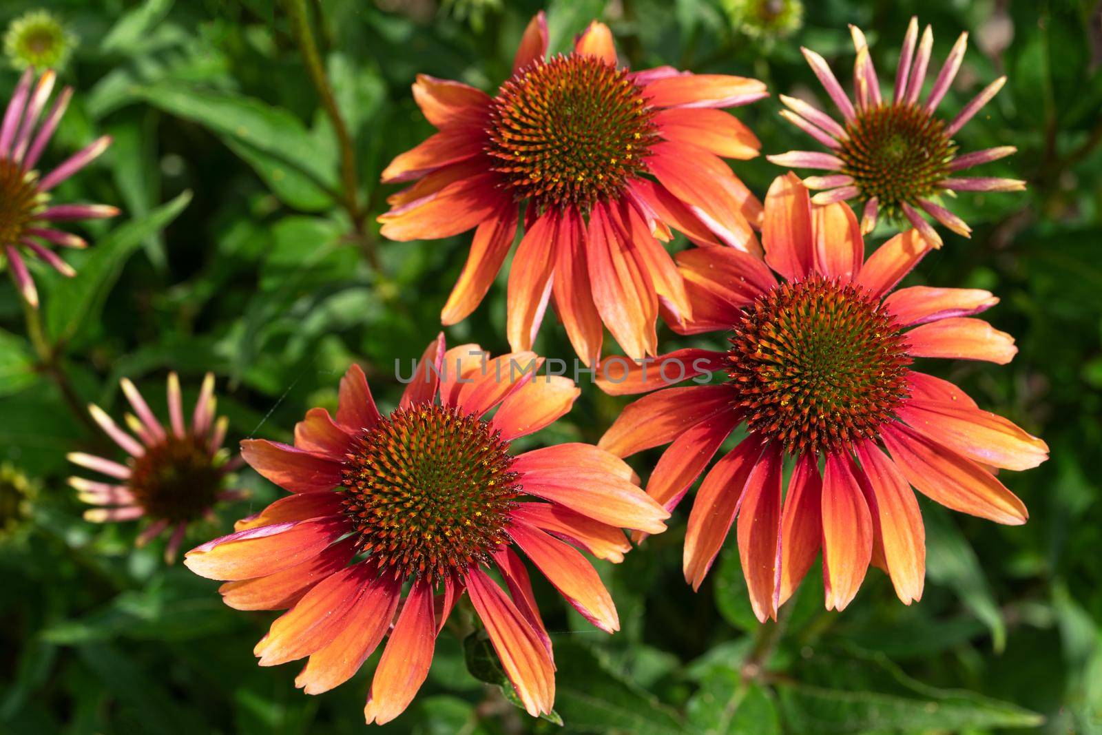 Coneflower (Echinacea purpurea), flowers of summer