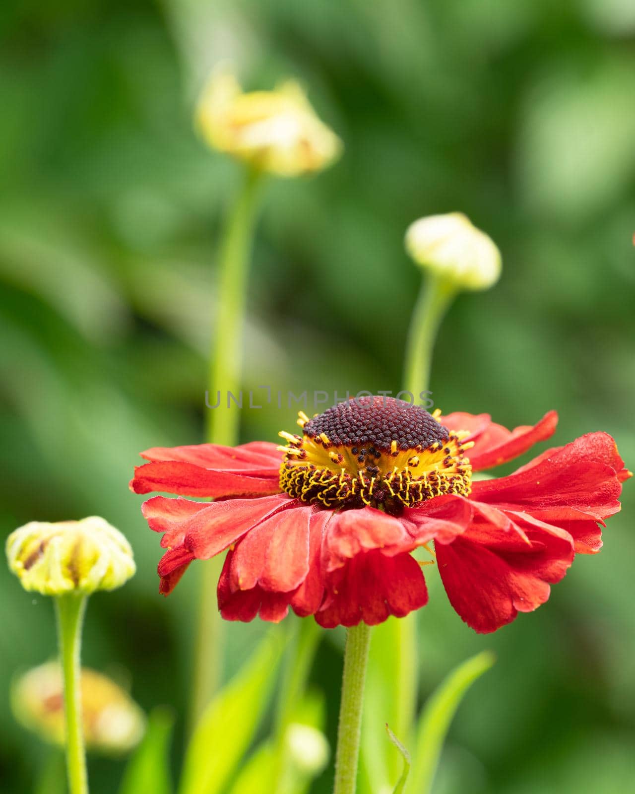 Helens Flower (Helenium), flowers of summertime