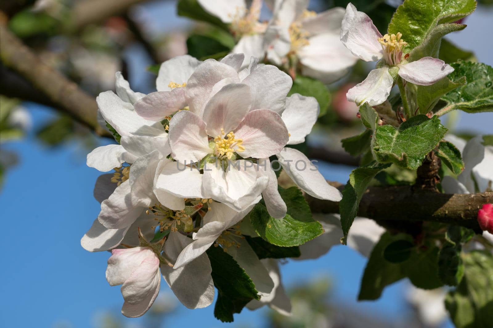 Apple tree (Malus domestica), blossoms of springtime