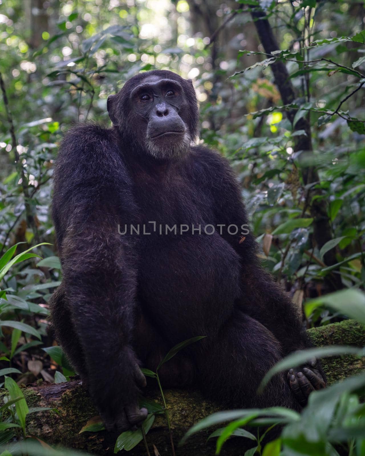 Close up image of chimpanzee within the forest of the Kibale National Park, Uganda, Africa