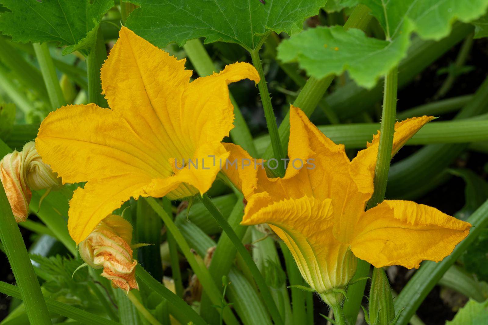 Blossom of courgette plant (Cucurbita pepo)