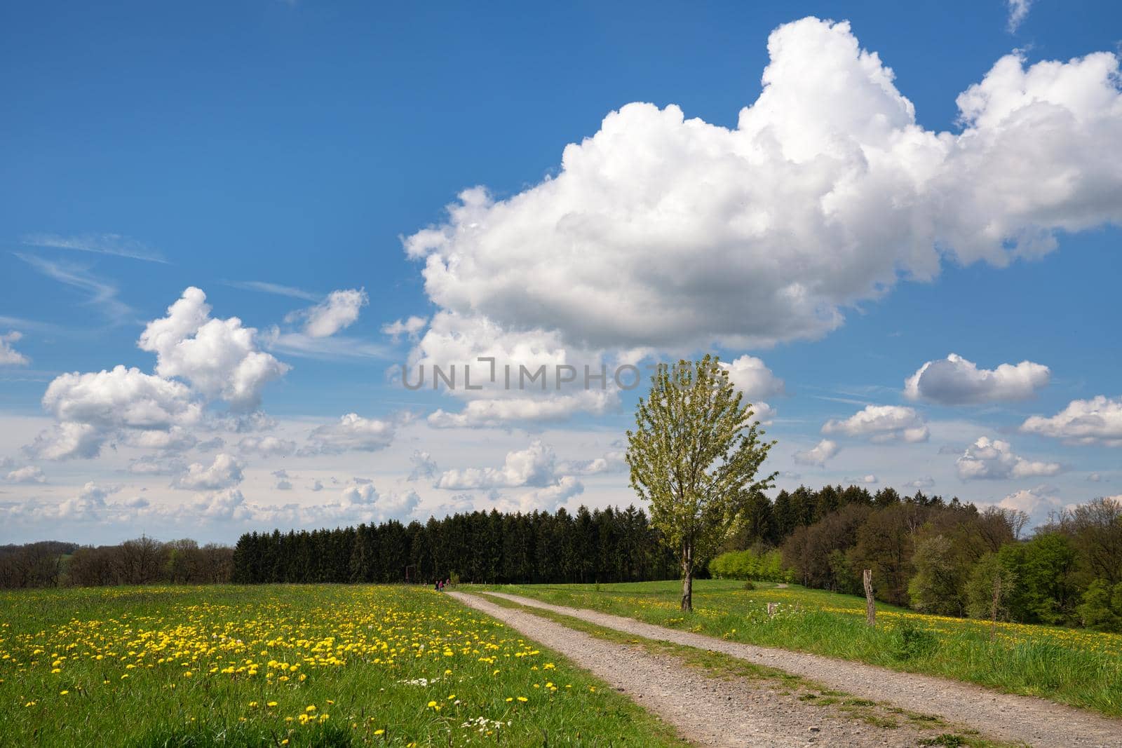 Panoramic landscape of hiking trail throught meadows with clouds and blue sky at springtime, Bergisches Land, Germany