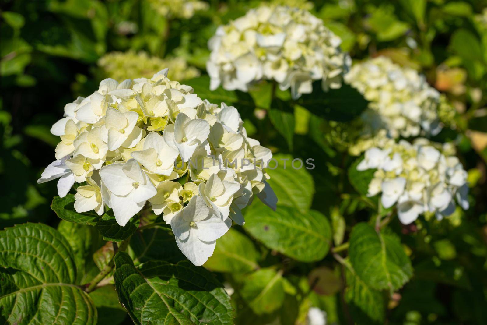 Penny mac (Hydrangea macrophylla), flowers of summer