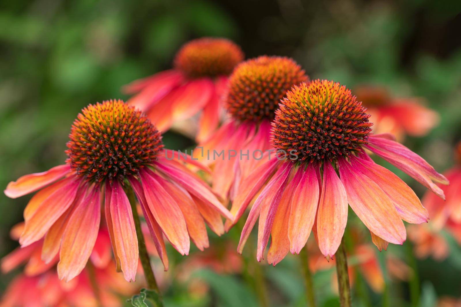 Coneflower (Echinacea purpurea), flowers of summer