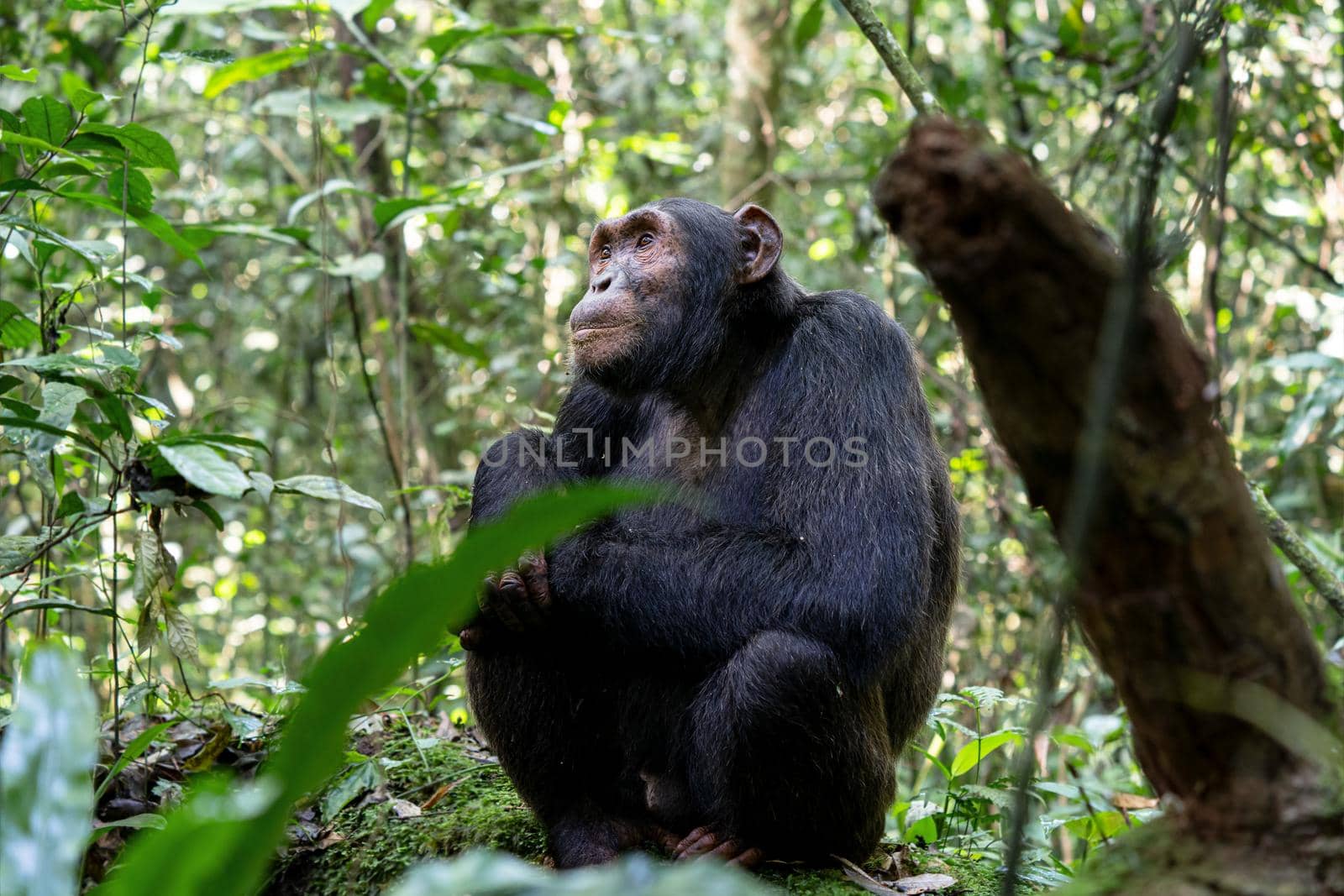 Close up image of chimpanzee within the forest of the Kibale National Park, Uganda, Africa