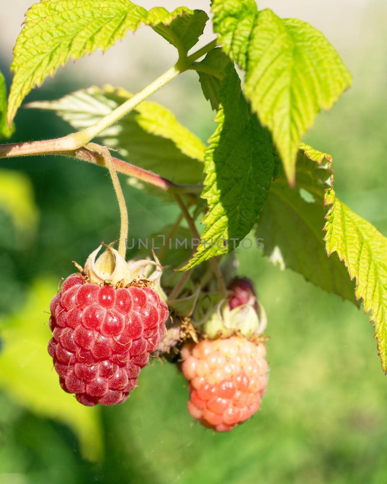 Raspberry (Rubus idaeus), fruits of summertime
