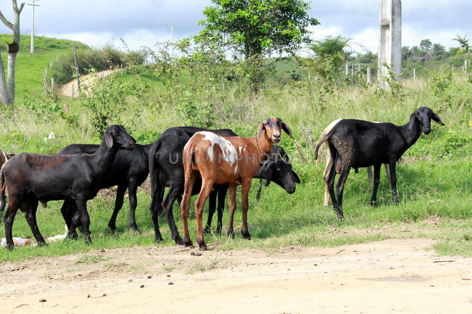 itabuna, bahia, brazil - june 15, 2012: Sheep breeding are seen in the pasture of a farm in the city of Itabuna.