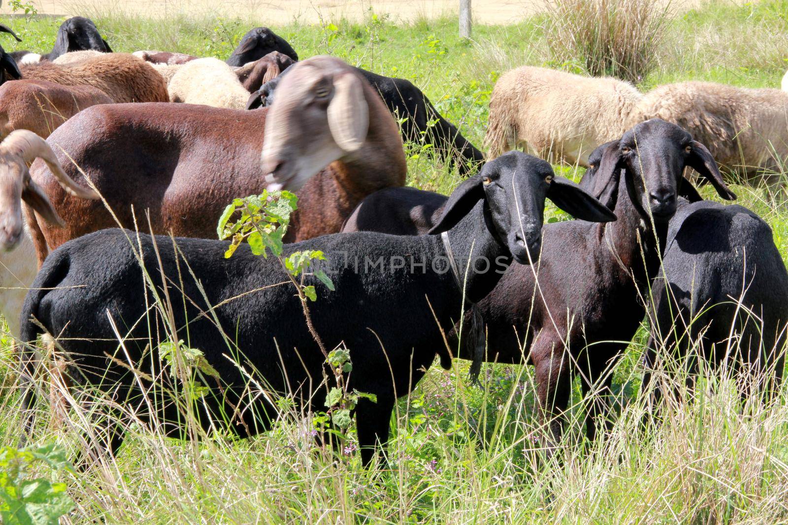 itabuna, bahia, brazil - june 15, 2012: Sheep breeding are seen in the pasture of a farm in the city of Itabuna.