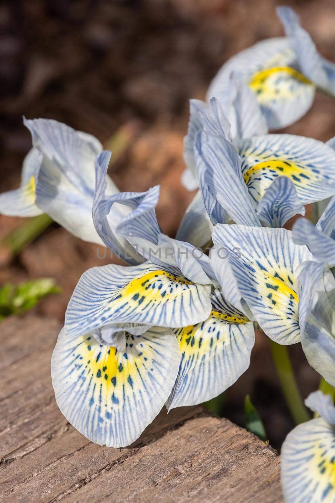 Beautiful spring white and blue flowers, close-up. Spring summer floral background. Selective focus.